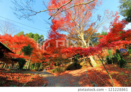 [京都府] 高尾山神護寺參道上的紅葉 121228861