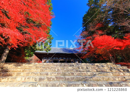 [Kyoto Prefecture] Autumn leaves on the approach to Jingoji Temple, Mount Takao (Kondo) 121228868