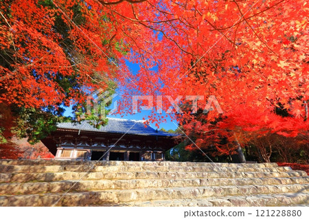 [Kyoto Prefecture] Autumn leaves on the approach to Jingoji Temple, Mount Takao (Kondo) 121228880