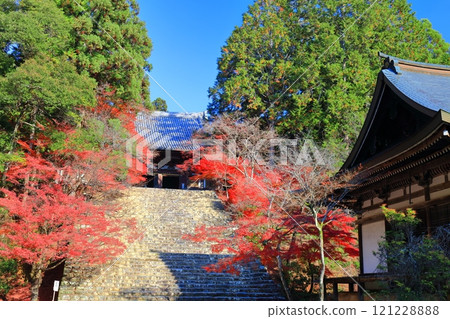[Kyoto Prefecture] Autumn leaves on the approach to Jingoji Temple, Mount Takao (Kondo) 121228888