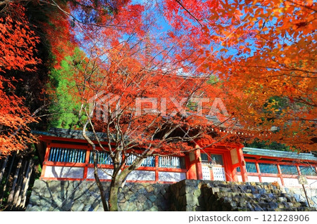 [Kyoto Prefecture] Autumn leaves on the approach to Jingoji Temple, Mount Takao (Tahoto Pagoda) 121228906