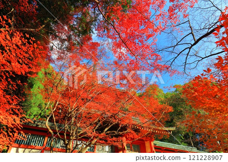 [京都府] 高尾山神護寺（多寶塔）參道上的紅葉 121228907