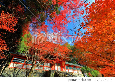 [京都府] 高尾山神護寺（多寶塔）參道上的紅葉 121228908