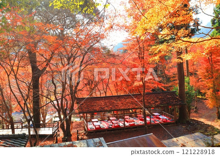 [京都府] 高尾山神護寺參道上的紅葉 121228918