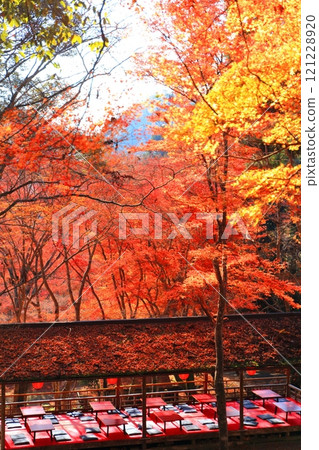 [京都府] 高尾山神護寺參道上的紅葉 121228920