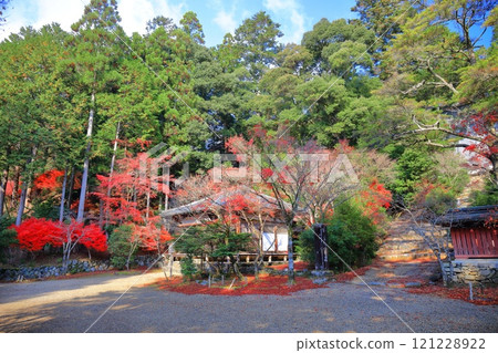 [Kyoto Prefecture] Autumn leaves on the approach to Jingoji Temple, Mount Takao (Myo-o-do Hall) 121228922
