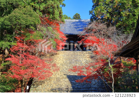 [Kyoto Prefecture] Autumn leaves on the approach to Jingoji Temple, Mount Takao (Kondo) 121228923