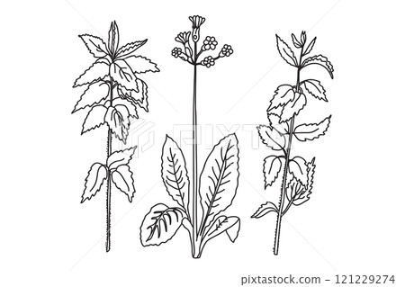 Black and white botanical plants and flowers. Line art floral bouquet, outline vector illustration background. Trendy graphic design for wedding invitation greeting card poster flyer event celebration Black and white botanical plants and flowers. Line art floral bouquet, outline vector illustration background. Trendy graphic design for wedding invitation greeting card poster flyer event celebration 121229274