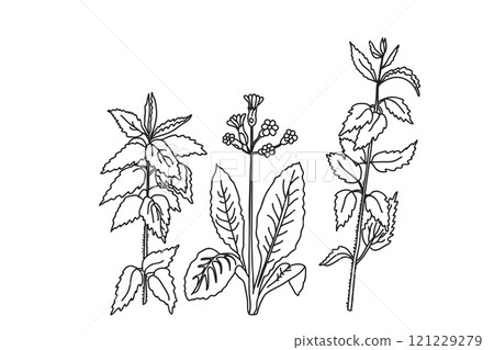 Black and white botanical plants and flowers. Line art floral bouquet, outline vector illustration background. Trendy graphic design for wedding invitation greeting card poster flyer event celebration Black and white botanical plants and flowers. Line art floral bouquet, outline vector illustration background. Trendy graphic design for wedding invitation greeting card poster flyer event celebration 121229279