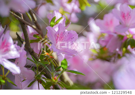 映山紅 映山紅 121229548