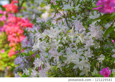 Azalea Azalea 121229581