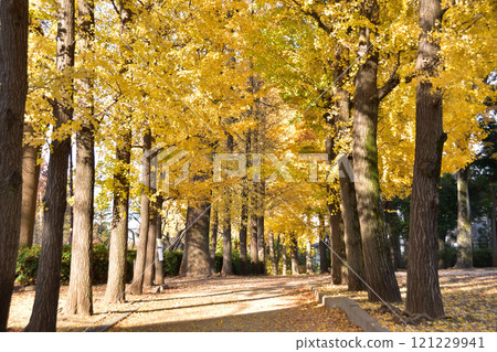 世田谷羽木公園的銀杏樹黃葉 121229941