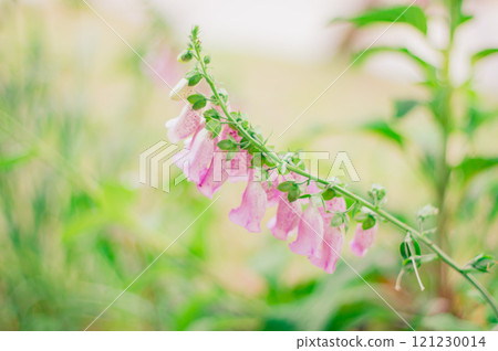 Digitalis Foxglove 121230014