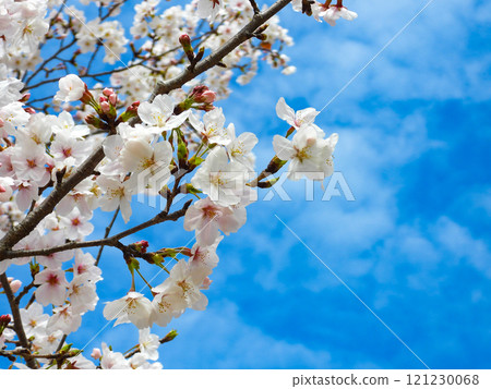 Spring image-close-up of blue sky and cherry blossoms 121230068