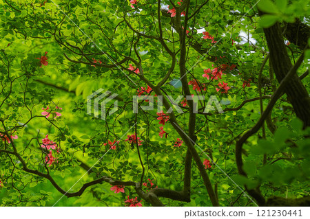 出生地山谷 121230441