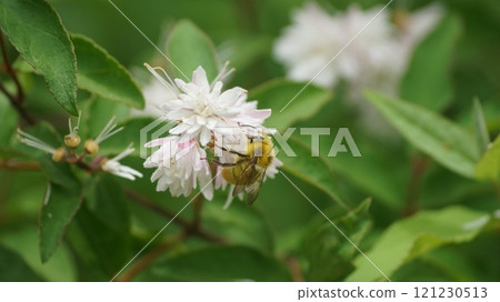 雄性大黃蜂吮吸花蜜 121230513