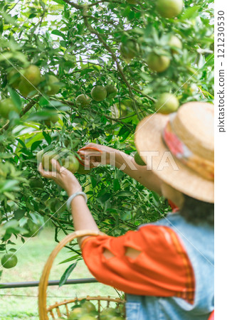 Orange organics orchard 121230530