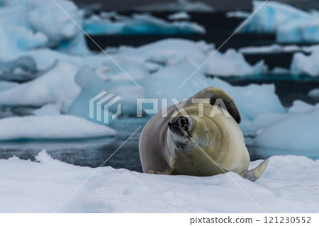 Crabeater Seal resting on a sheet of ice 121230552