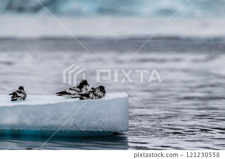 Cape Petrels resting on an iceberg 121230558