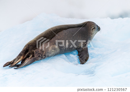 Close-up of a Weddell seal 121230567