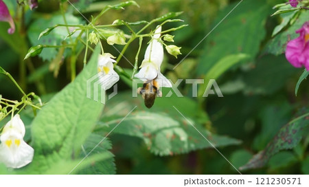 A tiger bumblebee sucking nectar from an impatiens flower 121230571