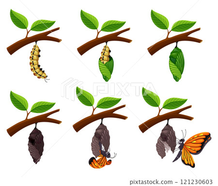 The Stages of the Butterfly Life Cycle Illustrated in a Beautiful and Colorful Design The Stages of the Butterfly Life Cycle Illustrated in a Beautiful and Colorful Design 121230603