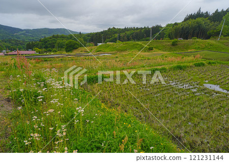 山吹梯田 121231144