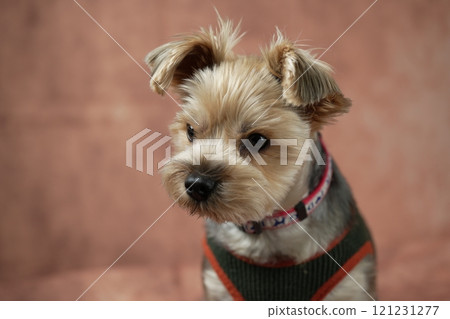 Yorkshire Terrier Mugi 121231277