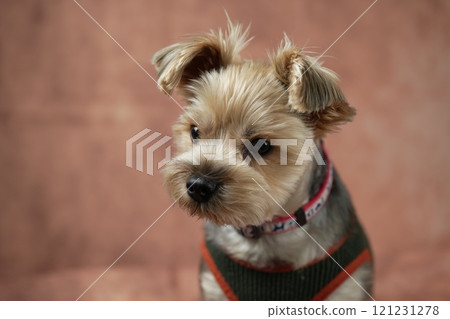 Yorkshire Terrier Mugi 121231278