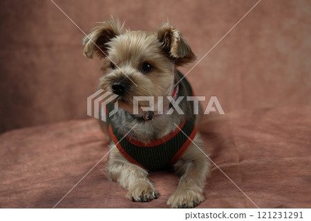 約克夏梗麥君 121231291