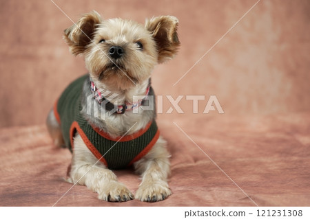 約克夏梗麥君 約克夏梗麥君 121231308