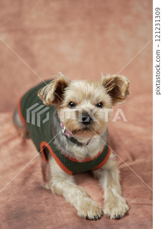 Yorkshire Terrier Mugi Yorkshire Terrier Mugi 121231309