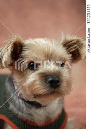 Yorkshire Terrier Mugi Yorkshire Terrier Mugi 121231323