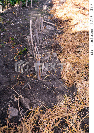 A field sown with straw and Jerusalem artichokes with their stems and leaves cut off after the leaves wither. A field sown with straw and Jerusalem artichokes with their stems and leaves cut off after the leaves wither. 121231359