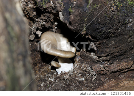 Growing wild oyster mushrooms (cap, gills, and stem observation images, strobe + macro photography) 121231436