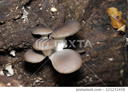 Delicious wild grown oyster mushrooms (cap, gills, and stem observation images, strobe + macro photography) 121231438