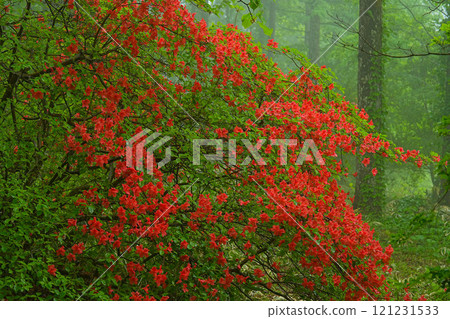 Azalea Azalea 121231533