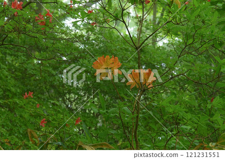 Azalea Azalea 121231551