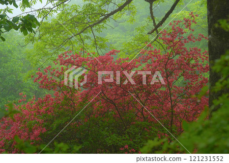 Azalea Azalea 121231552