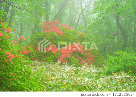Azalea Azalea 121231562