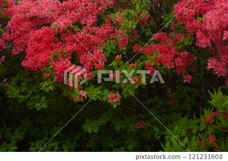 映山紅 121231608
