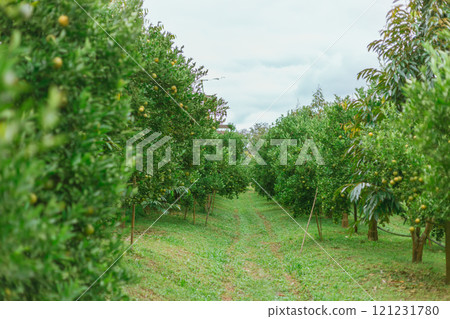 Orange organics orchard 121231780