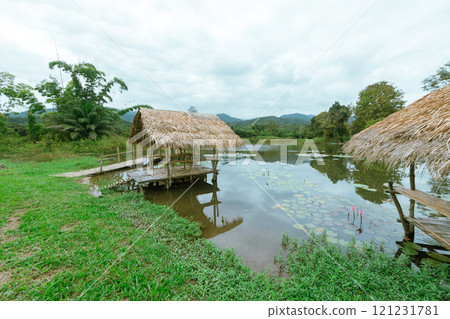 Pond full of Lotus leaves 121231781