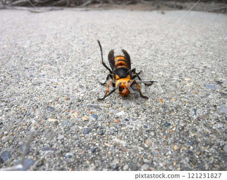 大虎頭蜂 121231827