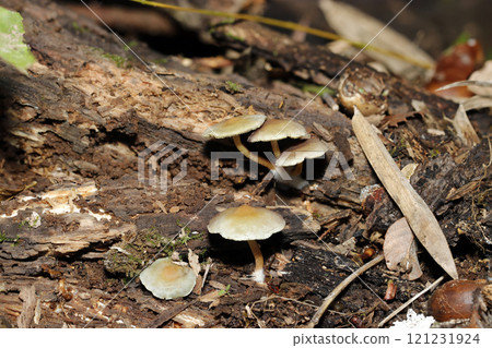 A mushroom called 'Hydrophora fasciata' matures in a humid environment (natural light + strobe macro close-up) A mushroom called 'Hydrophora fasciata' matures in a humid environment (natural light + strobe macro close-up) 121231924