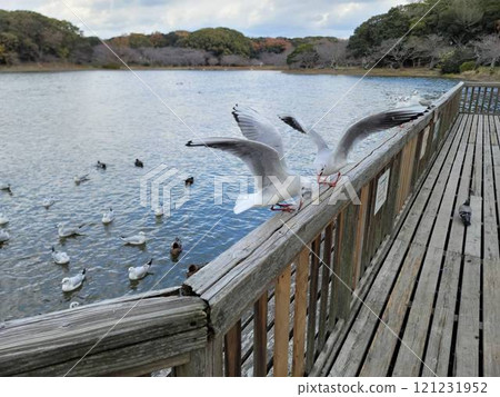 Seagulls on deck looking for food 121231952