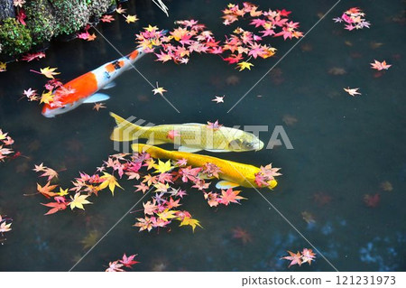 南禪寺天壽庵的秋葉和在池塘花園裡游泳的錦鯉 南禪寺天壽庵的秋葉和在池塘花園裡游泳的錦鯉 121231973