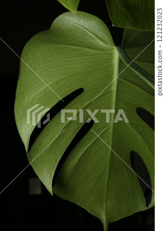 Green Monstera stands out against the green leaves 121232025