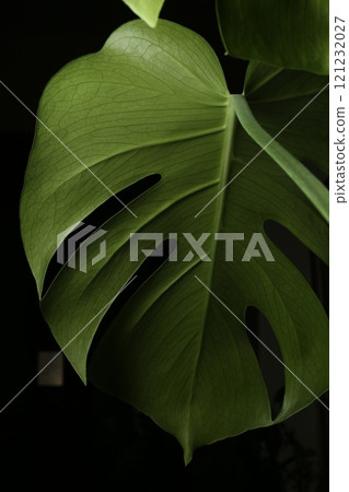 Green Monstera stands out against the green leaves 121232027