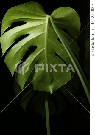 綠色龜背竹在綠葉的襯托下格外引人注目 121232029